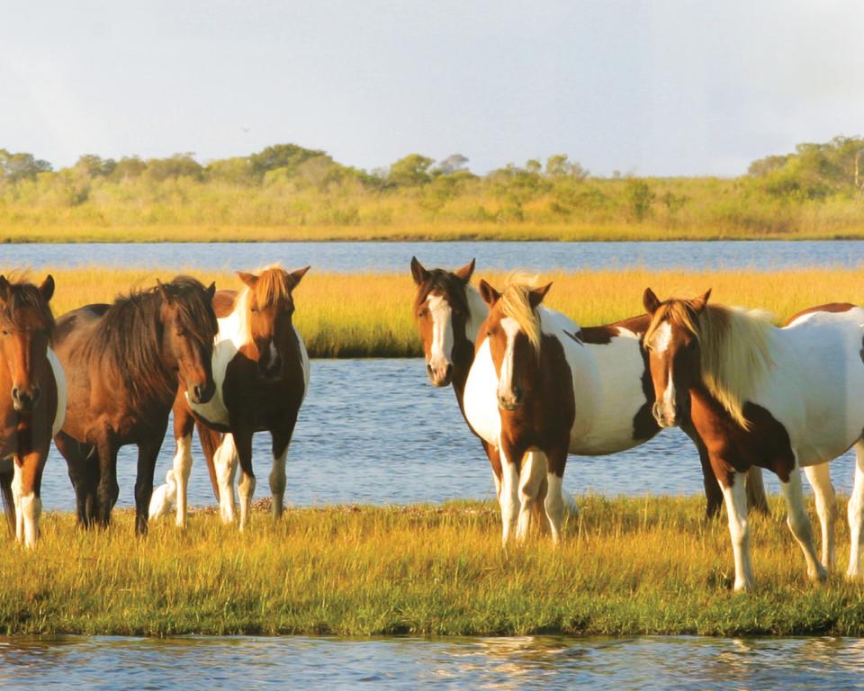 Visit the national park famous for its horses that roam free.