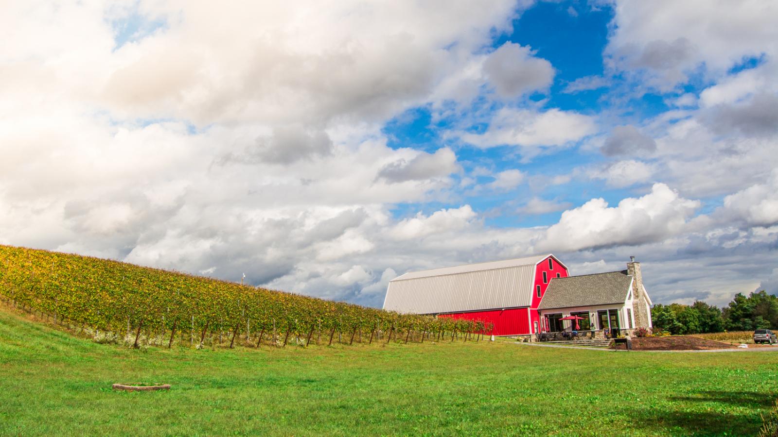 Love This Winery Review Of Running Hare Vineyard Prince Frederick Md Tripadvisor