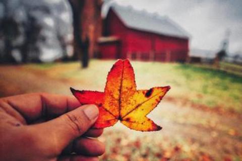 A person holding a red and yellow fall foliage leaf in their finger tips