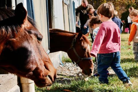 Children enjoying horses