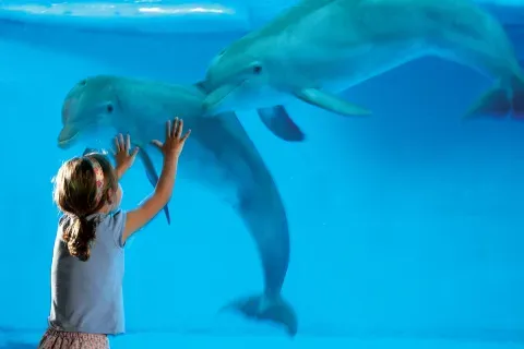 Young girl greeting two dolphins at the National Aquarium in Baltimore