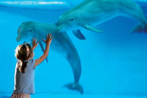 Young girl greeting two dolphins at the National Aquarium in Baltimore