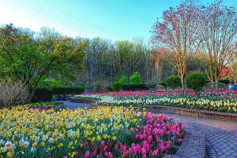 Beautiful flowers in bloom at Brookside Gardens