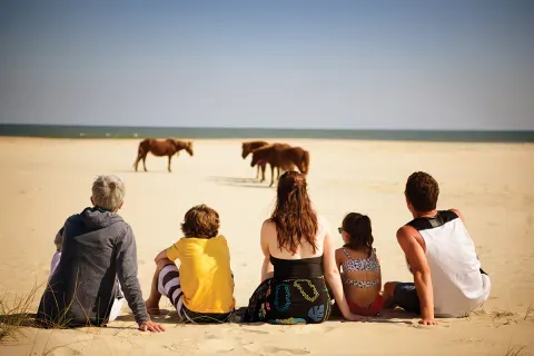 Family watching ponies on Assateague