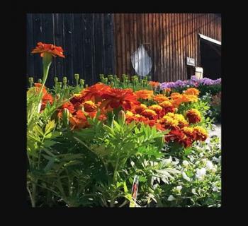 Flowers at Union Mills Photo