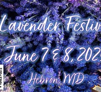 Lavender Bloom Festival Photo