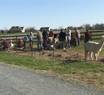Love on our alpacas while learning all about them. Photo