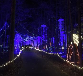 Annmarie Garden in Lights Photo