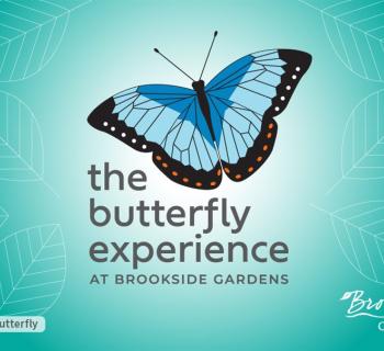 The Butterfly Experience Photo