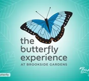 The Butterfly Experience Photo