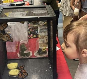 A girl looks at monarch butterflies.  Photo