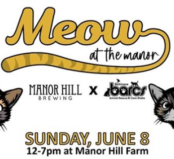 Meow Poster Photo