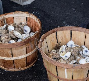 Oysters Photo