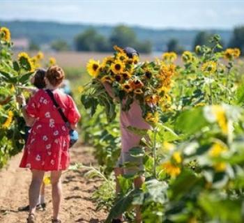 Sunflower Festival Photo