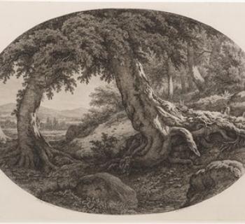 Eugène-Stanislas-Alexandre Bléry. The Large Trunk of a Beech Tree. 1862 Photo