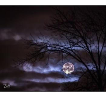 A full moon peeks out from tree branches. Photo