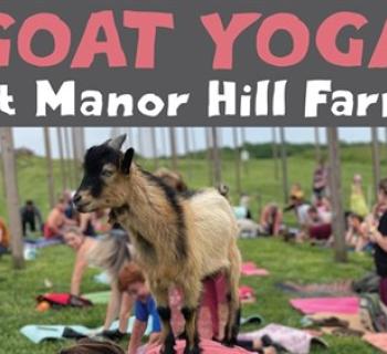 Goat Yoga Poster Photo