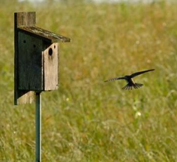 A swallow swoops over a meadow toward its nest box. Photo