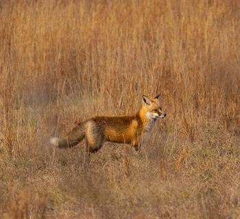 A fox pauses in a field of dry grasses. Photo