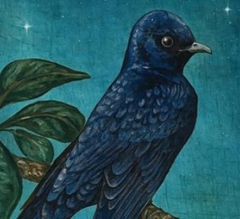 Wink from the Universe Photo