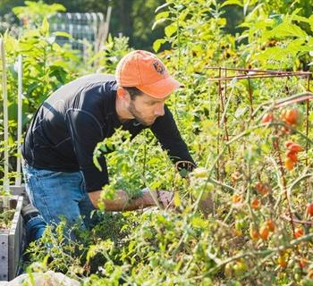 A gardener tends his tomatoes Photo
