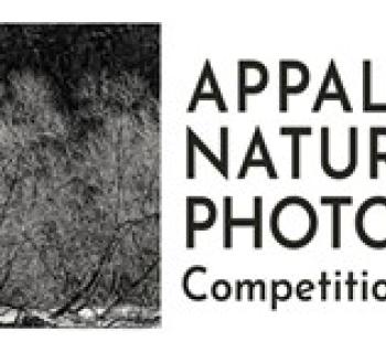 High contrast image of trees Photo