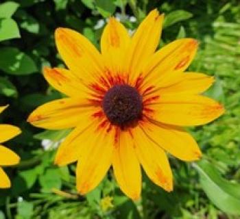 Black-eyed Susans, state flower of Maryland, are sure to be used in floral designs & hort entries Photo