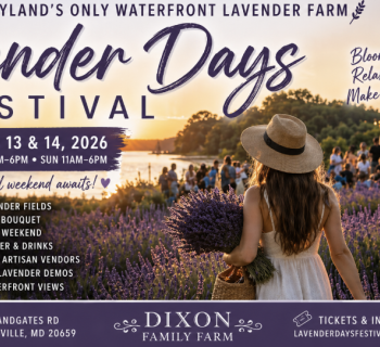 Lavender Days Festival Photo