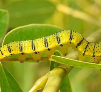 A bright green caterpillar on a leaf Photo