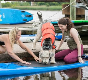 dog getting on paddleboard Photo