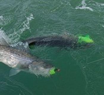 Two fish caught on a fishing line Photo