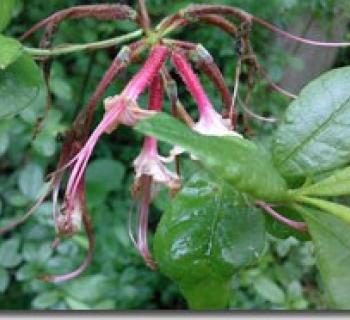 Gunpowder Falls State Park: Hereford Area Wild Azelas Photo