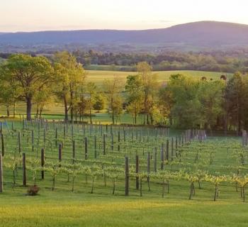 Mazzaroth Vineyard aerial view Photo