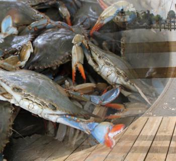 Bushel of female crabs Photo