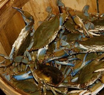 Bushel of crabs Photo