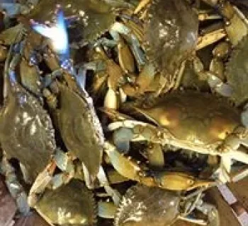 Bushel of crabs Photo
