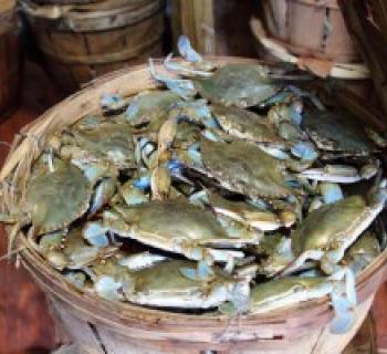 Bushel of blue crabs harvested by Southern Maryland watermen Photo