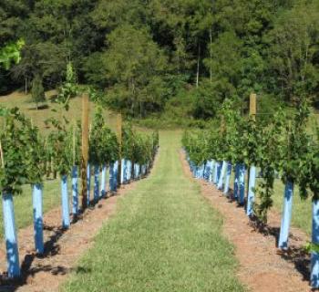 Links Bridge Vineyard Photo