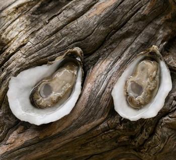 Oysters at Hollywood Oyster Company Photo