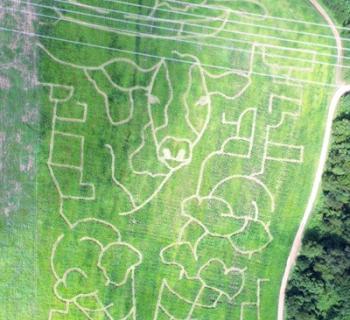 Rock Hill Orchard corn maze Photo