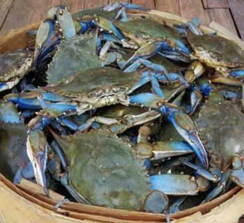 Live Blue crabs Photo