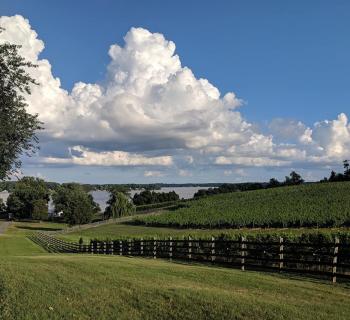 Blue Elk Vineyard Photo