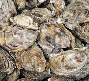 Oysters Photo