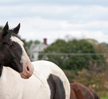 STAR Equestrian Center Photo