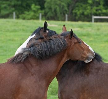 Worthmore Equestrian Center Photo