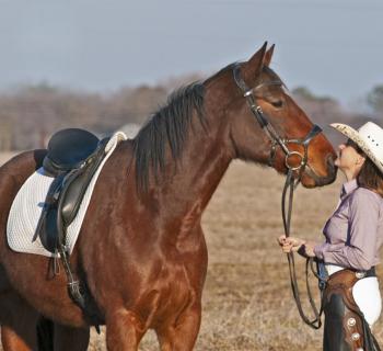 Windy Way Horses  Photo