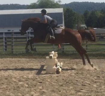 Mexico Farms Equestrian Center Photo