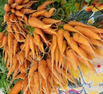 Locally grown carrots Photo