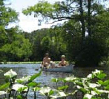 Forest and lake Photo