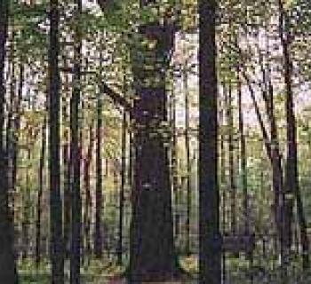 Garrett State Forest Photo